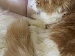 -糯米喵星人总部直营旗舰店·猫舍·幼猫出售