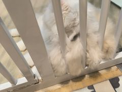 -藏猫猫咖啡主题馆(中央大道店)