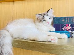-飞行喵MR PILOT|猫舍·猫咖(静安大融城店)