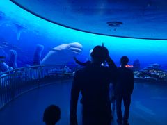 -芜湖新华联大白鲸海洋公园