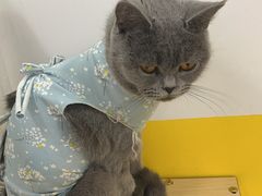 -废柴猫桌游概念馆(王府井喜悦购物中心店)