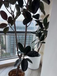 -HEYAN荷妍专业脱毛连锁机构