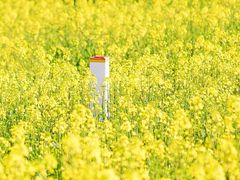 -桑洲油菜花景区