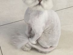 -纳吉亚猫专科动物医院博雅分院