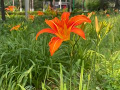 -黑龙江省森林植物园