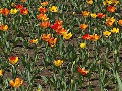 -长春公园(普阳街道)