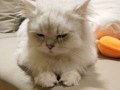 -猫腻·猫咖·撸猫馆(星光大道店)