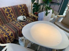 -喵屿·大理花园猫咖