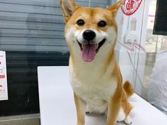 -成都民大动物医院