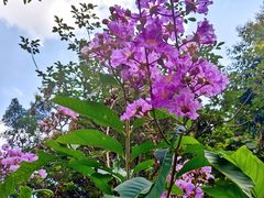 -火炉山森林公园