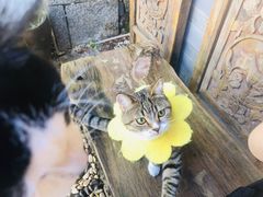 -喵屿·大理花园猫咖