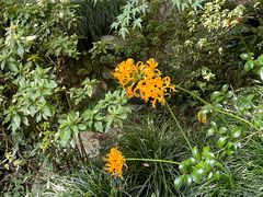 -杭州植物园