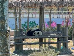 -西霞口神雕山野生动物世界