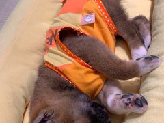 -逗柴咖啡屋·狗咖猫咖宠物桌游