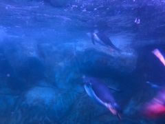 -暹罗海洋世界