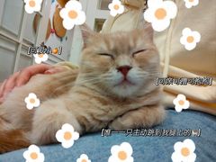 -楼上猫咖(罗湖店)