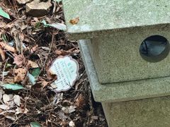 -天目山大树王景区