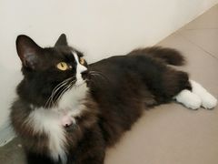 大堂-有猫主题·治愈系猫咖(曾厝垵店)