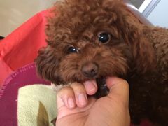 -菲丽丝宠物医院·24小时·猫科中心·免疫点(淮海分院)