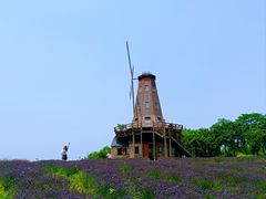 -大塘金香草谷