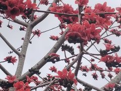 -海南槟榔谷黎苗文化旅游区