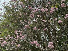 -东莞植物园