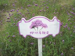 -大塘金香草谷
