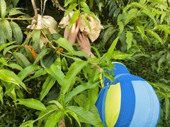 -樂桃源奉贤黄桃种植采摘基地