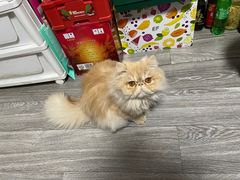 -爱侣宠医·鹦鹉专科·小型哺乳类·异宠专科(灵石路店)