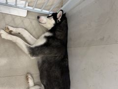 -共舞时光猫咖·狗咖(新街口店)