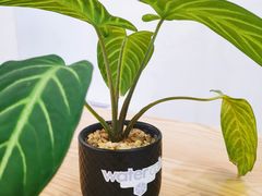 -WATER CAFE(广厦店)