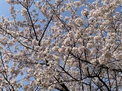 -新虹桥中心花园