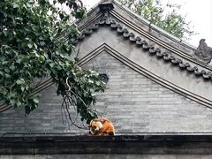 -白云观