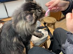 -李小姐の猫咖啡馆(五角场店)