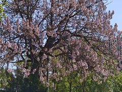 -北京西国贸大酒店