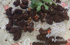 Cicada Pupa (Pre-order)