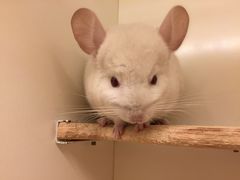 -龙猫仔乐园(惠福东路店)