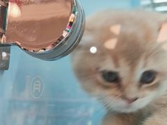 -FAELING PETS美天灵宠物(合生汇店)