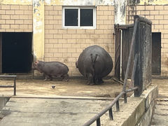 -合肥野生动物园