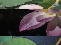 -荔湾湖公园