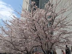 -同济大学四平路校区游泳馆