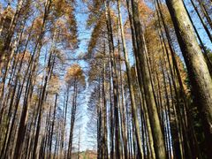 -山王坪喀斯特国家生态公园