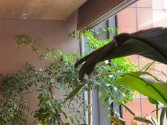 -拉蒂娜·巴西牛排馆 Latina·Brazilian Steakhouse(王府井喜悦店)