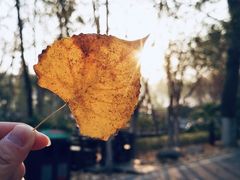 -合肥滨湖国家森林公园