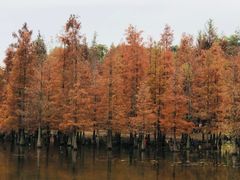 -白鹭湾湿地公园