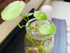 -莲心素食茶艺馆(章华寺店)