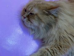 -爪爪喵星球·猫舍(前海卓越店)