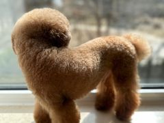 -FAELING PETS美天灵宠物(富力广场店)