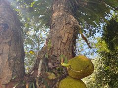 -中国科学院西双版纳热带植物园