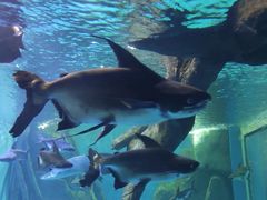 -多彩贵州城极地海洋世界